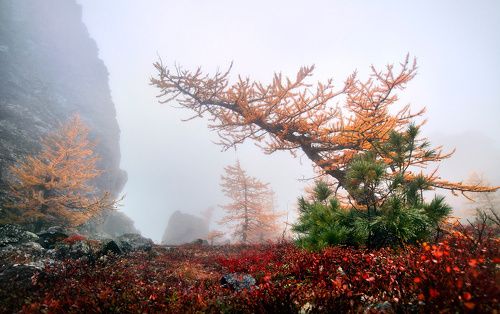 О рыжих красавицах...