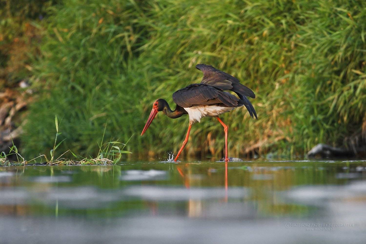 macrofun,animals,birds, Grzegorz macrofun Pazdyga