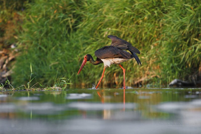 macrofun,animals,birds Ciconia nigra фото превью