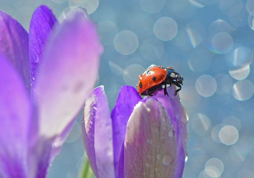 Утро божией коровки
