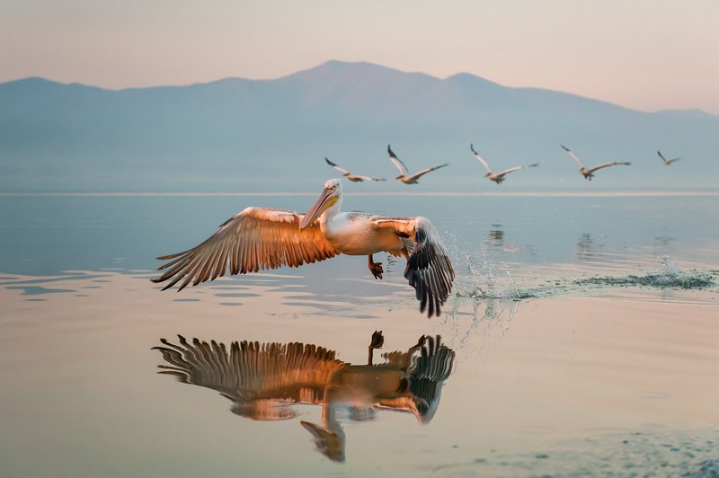 Reflections фото превью