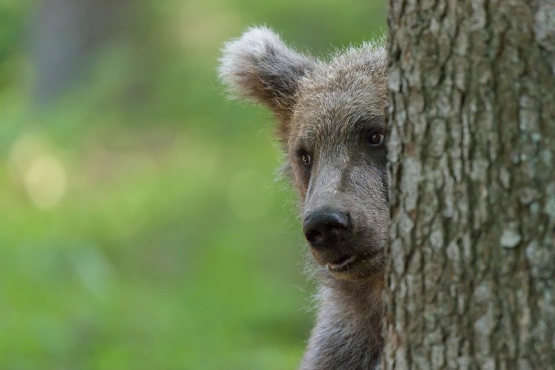 The gaze of the bear фото превью