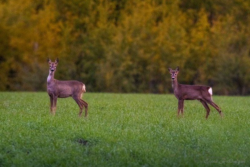 крым,фототур,олени,животные,природа Двое фото превью