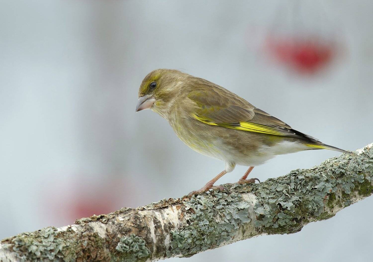 птицы,природа, зима, Андрей Киселёв