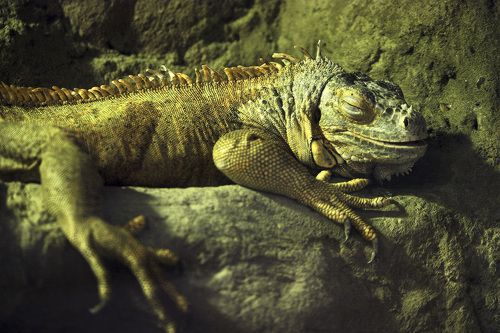 Сладкий сон Дракоши