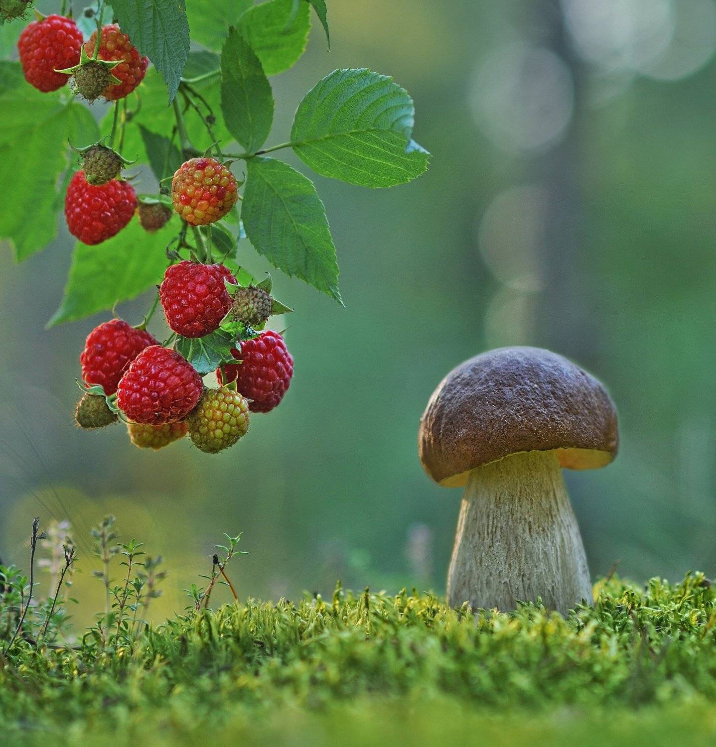 боровик, малина, закат, лето, Александр Гвоздь