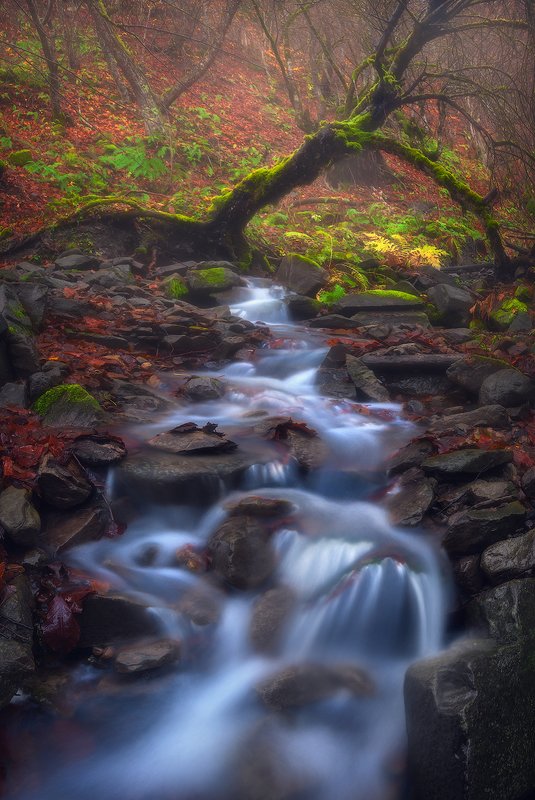 Autumn Symphony фото превью