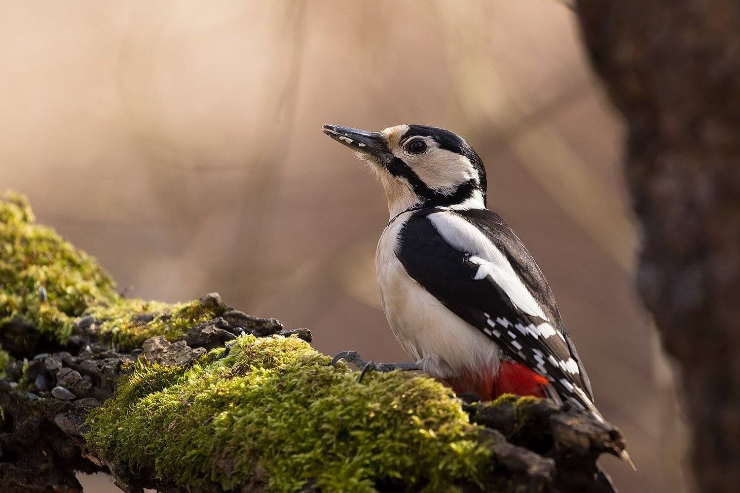 , Robert Adamec