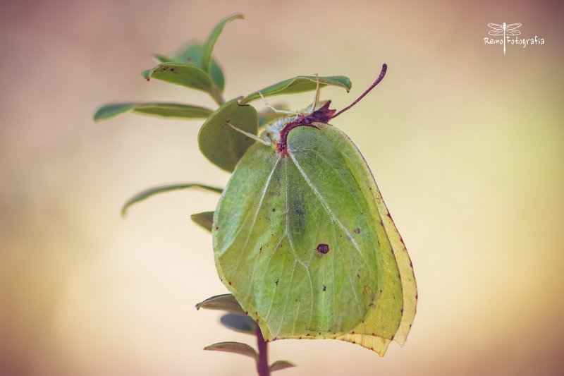 Gonepteryx rhamni- Latolistek cytrynek, listkowiec cytrynek. фото превью