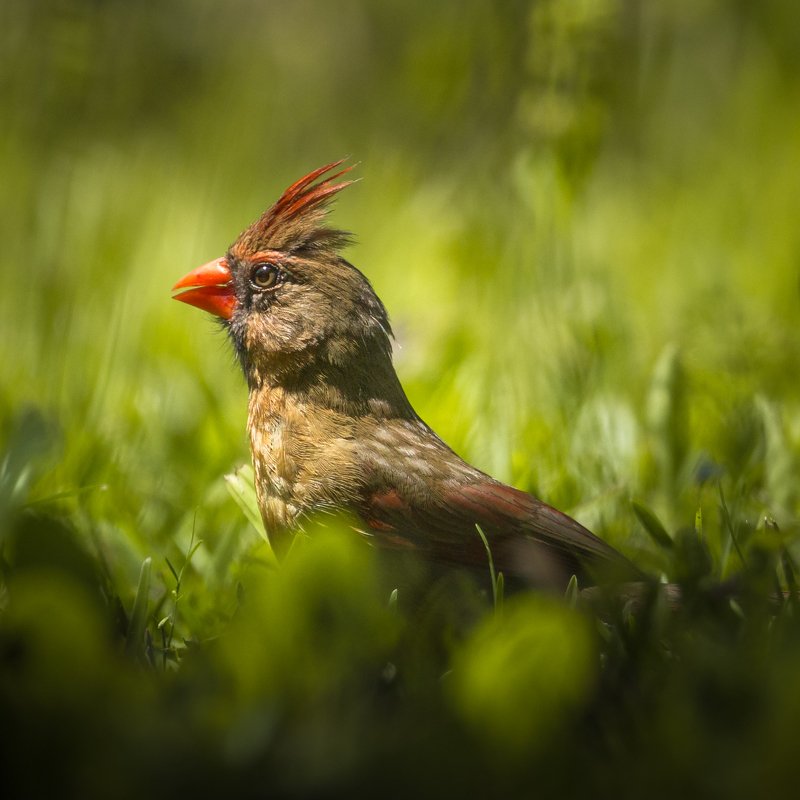 Northern cardinal фото превью
