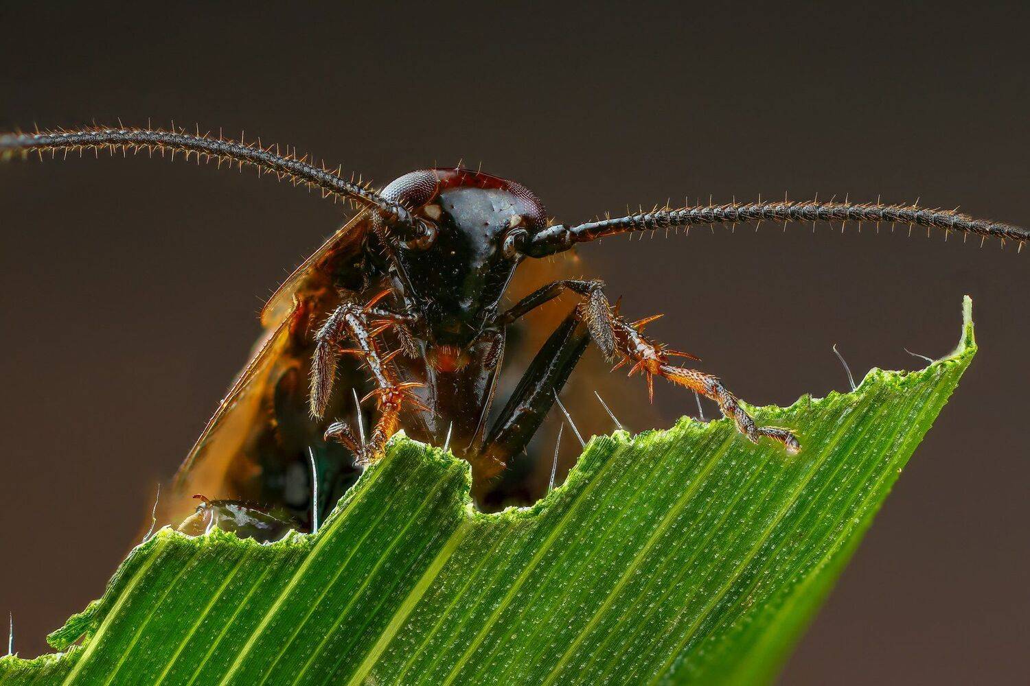 таракан,макро,природа,усы,цвет,зеленый,растение, Андрей Шаповалов