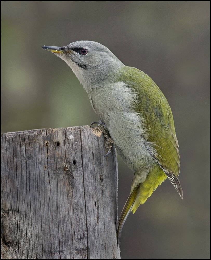 седой дятел,самка,бор, Иван
