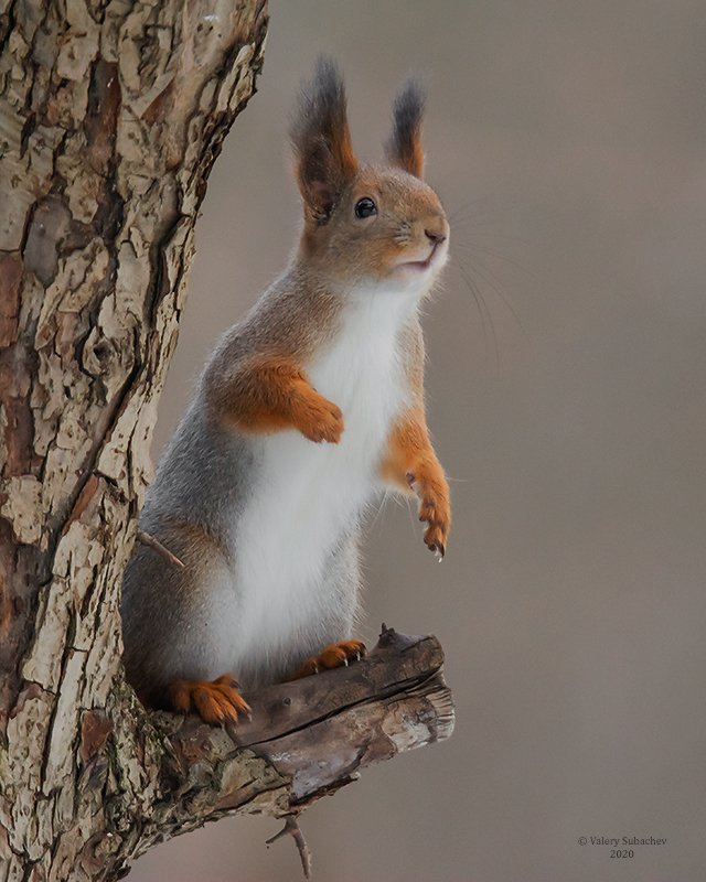 Я здесь... фото превью