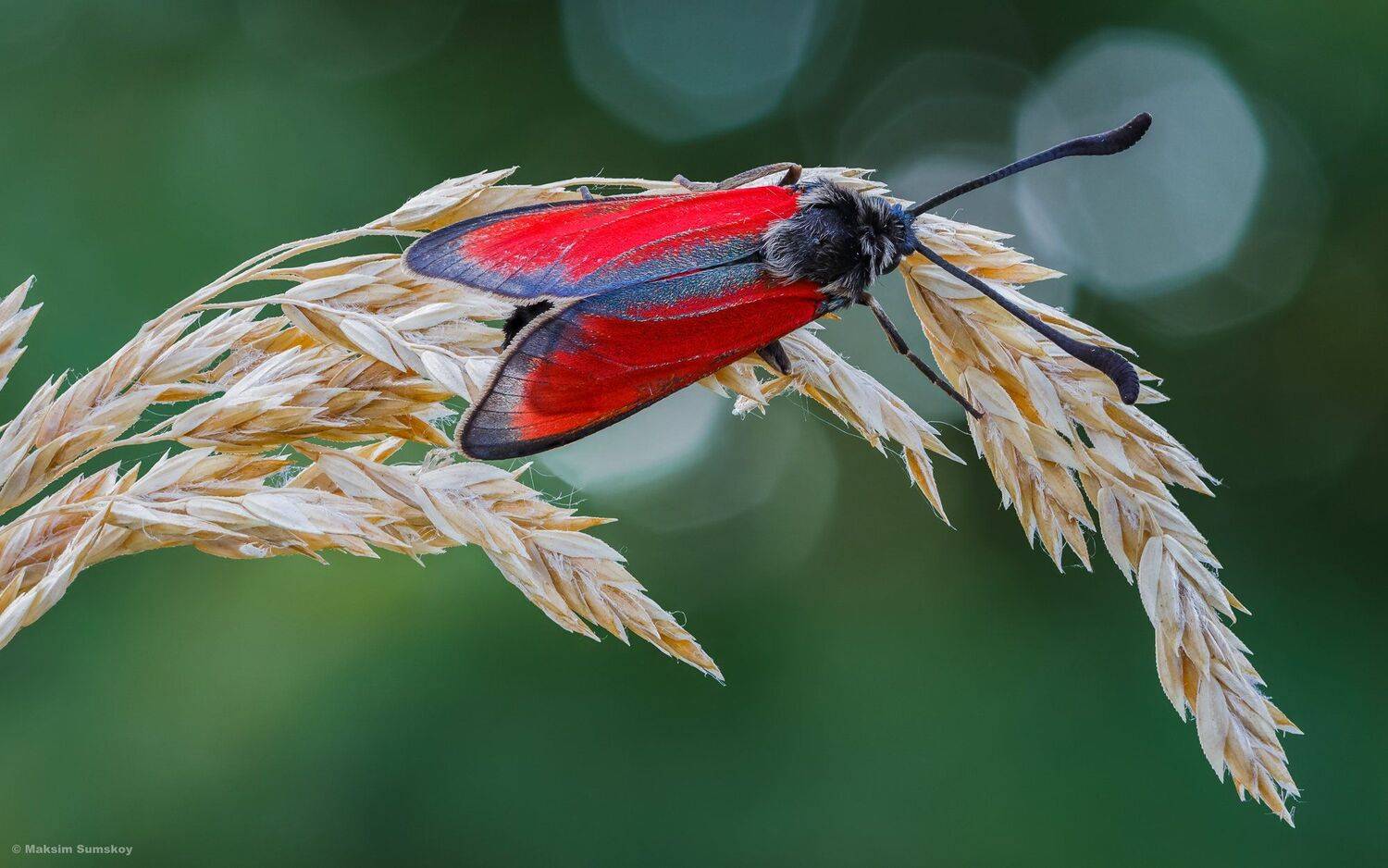 макро,стекинг,индустар,утро,пестрянка, Максим Сумской