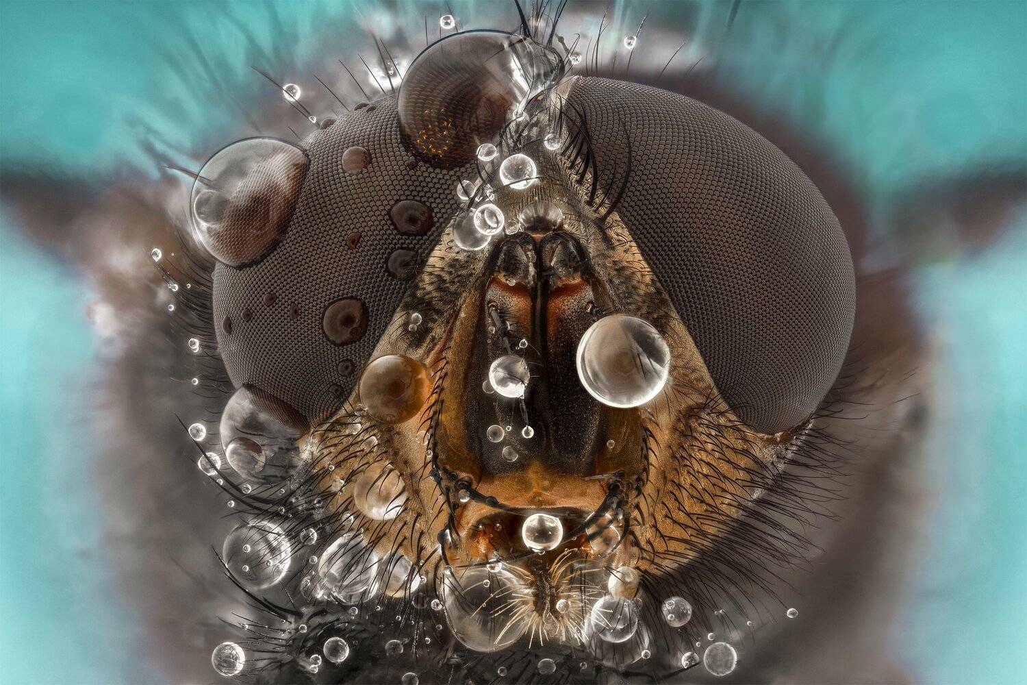 ceclii, macro, extrememacro, nikon d3400, semiplan 6.3, Tsvetan Ganev