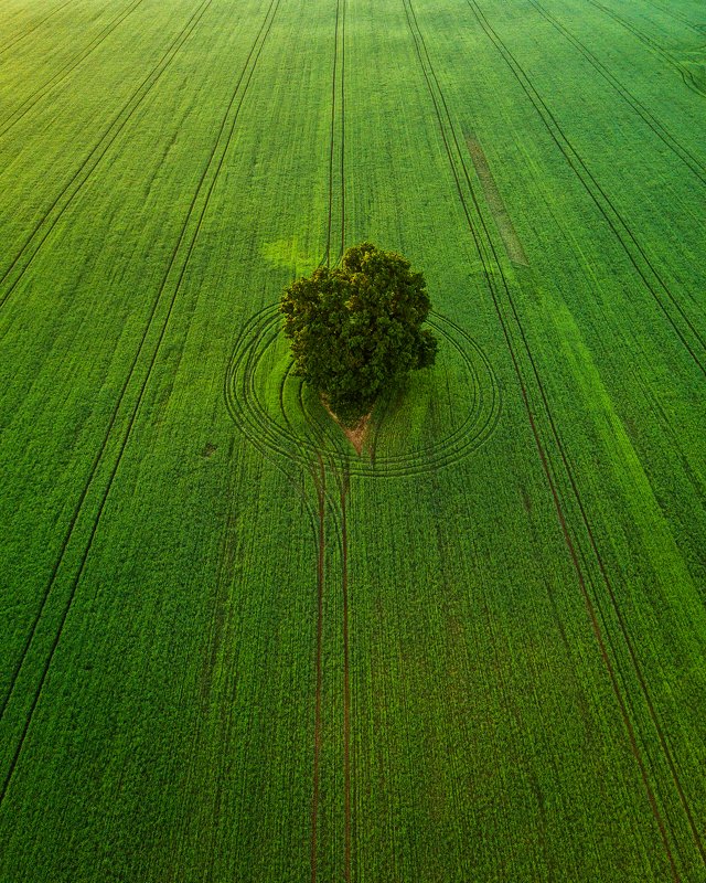 aerial, drone, field, tree, summer, grass *** фото превью