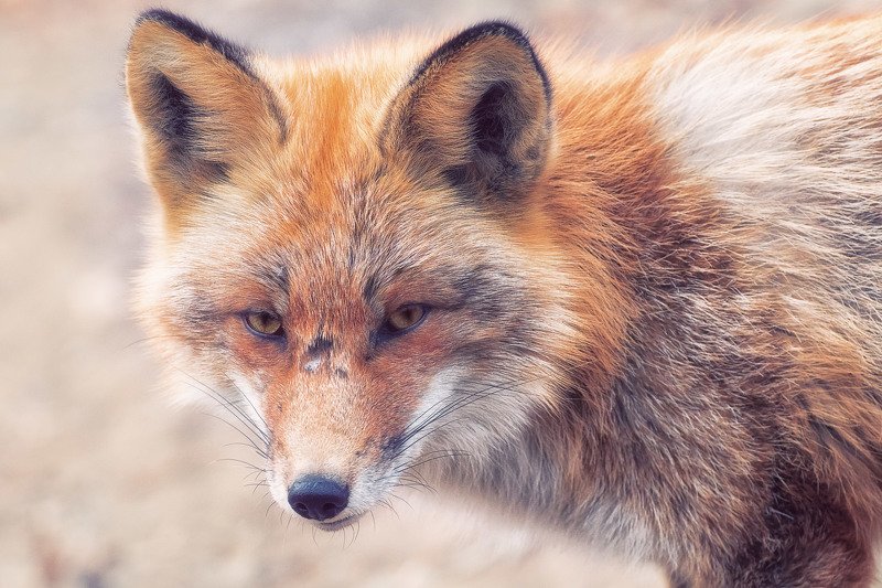 Бывалый фото превью