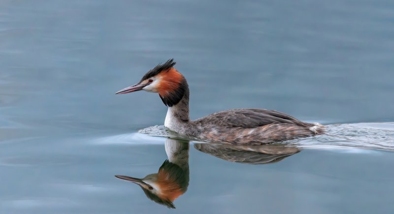 большая, поганка ЛЮБУЯСЬ СОБОЙ фото превью