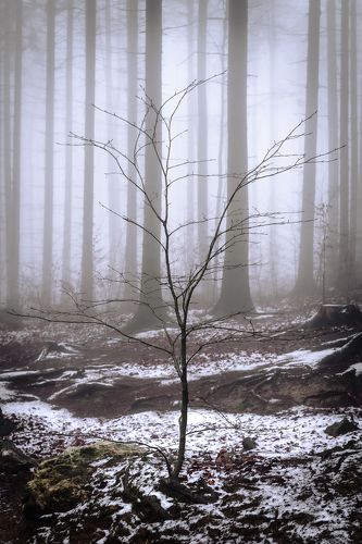Magic Forest