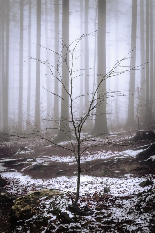 forest, rain, green, trees, autumn, fog, misty, winter Magic Forest фото превью