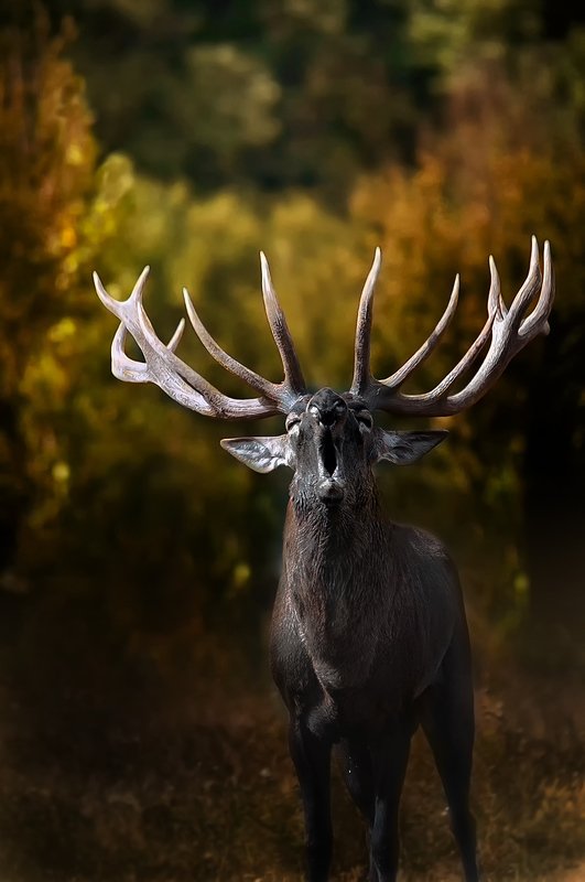 ...--.-.-. фото превью