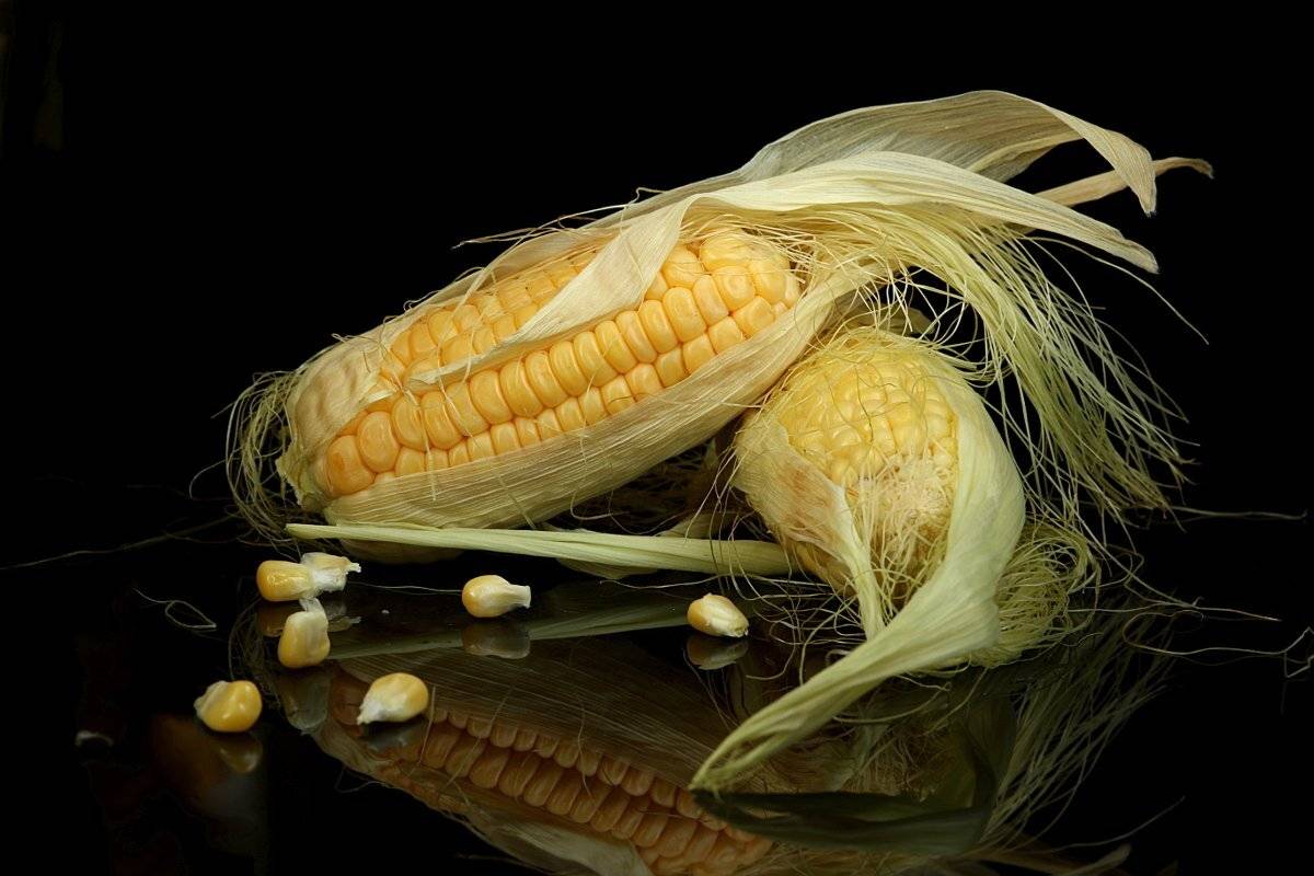 натюрморт, кукуруза, Шруб (Беляева) Татьяна