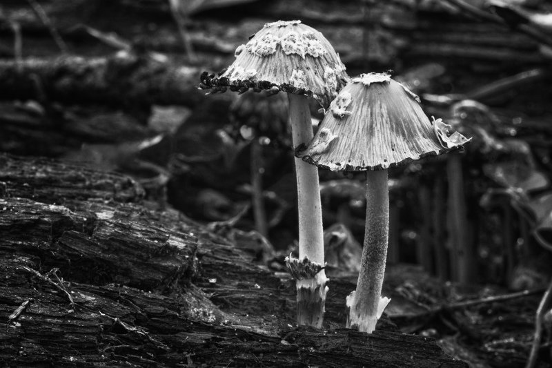 Парочка в панамочках... фото превью