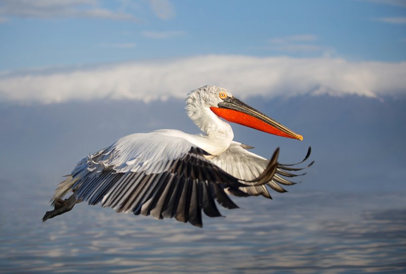 dalmatian, pelican Кудрявый фото превью