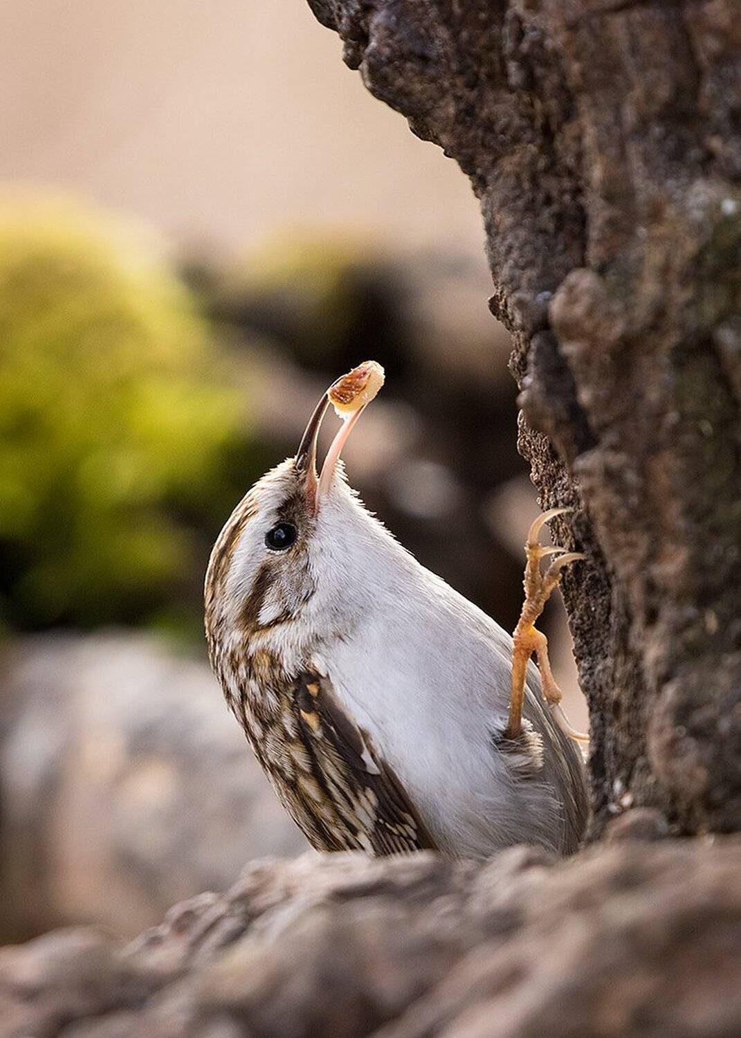 , Robert Adamec