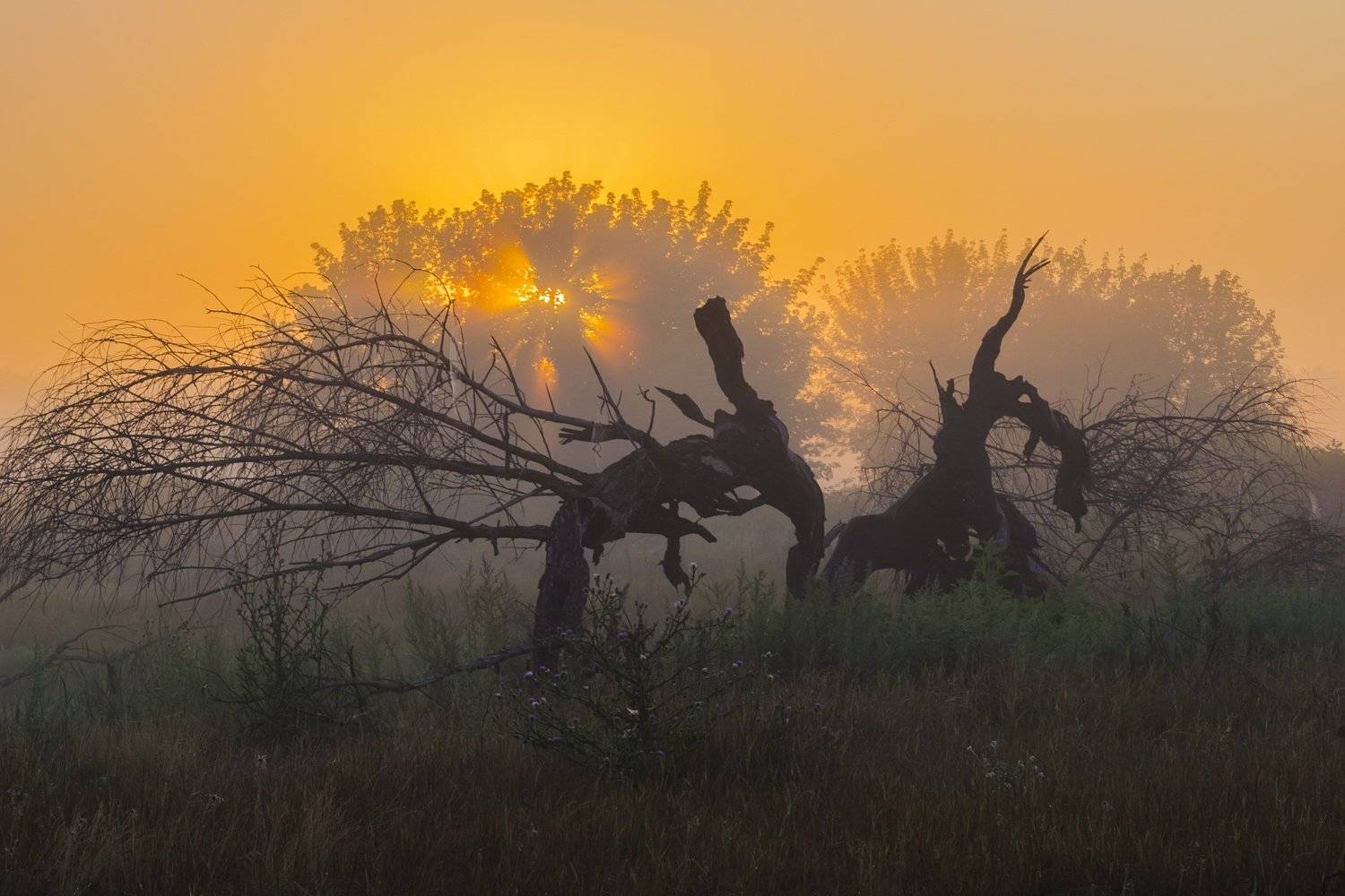 солнце,лес,пейзаж,рассвет,свет,природа,фотограф,фотография,украина,гадяч,сергей корнев,искусство,ракурс,композиция,свет,цвет,утро, Сергей Корнев