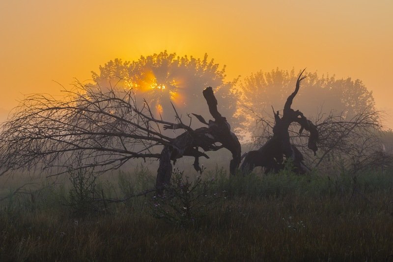 солнце,лес,пейзаж,рассвет,свет,природа,фотограф,фотография,украина,гадяч,сергей корнев,искусство,ракурс,композиция,свет,цвет,утро Сражение фото превью