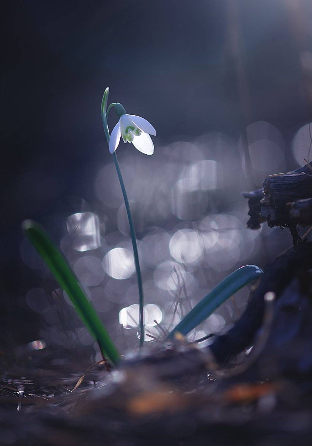 украина, коростышев, макро, макро мир, макро красота, волшебство, сказка,  любовь, зеленый, фон, жизнь, мечта, макро истории, гармония, фотограф, чорный,, Александр Чорный