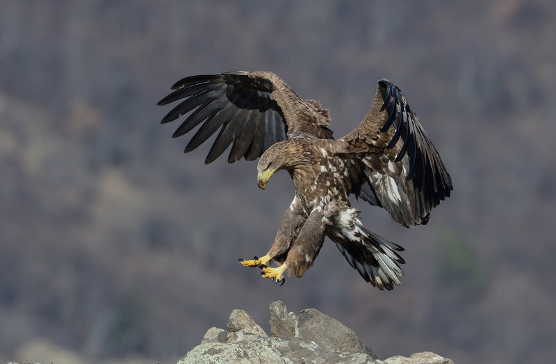 bird, bird of pray, scavenging, nature, wild, wildlife, natural, wings, feathers, no people, eagle Sea eagle фото превью