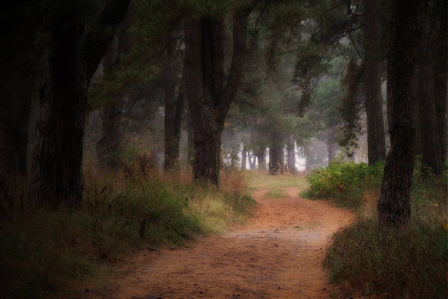 вечер осень лес дорога, Иванчиков Дмитрий