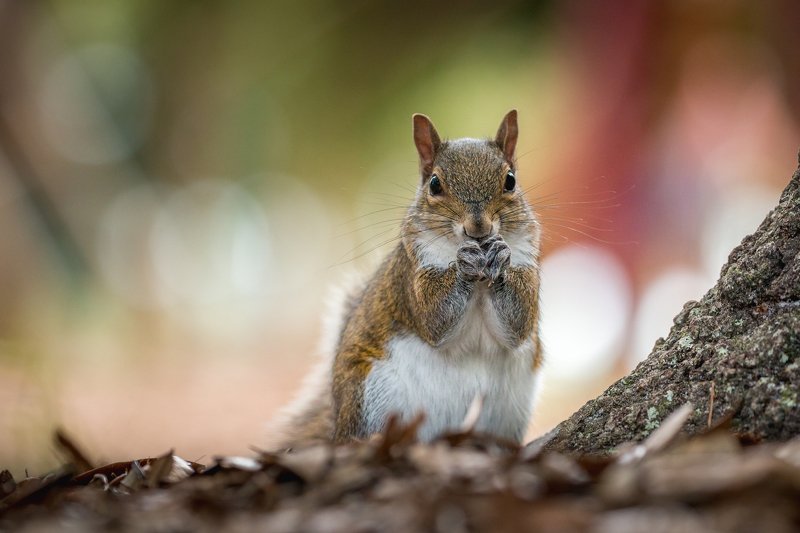 A Squirrel! фото превью