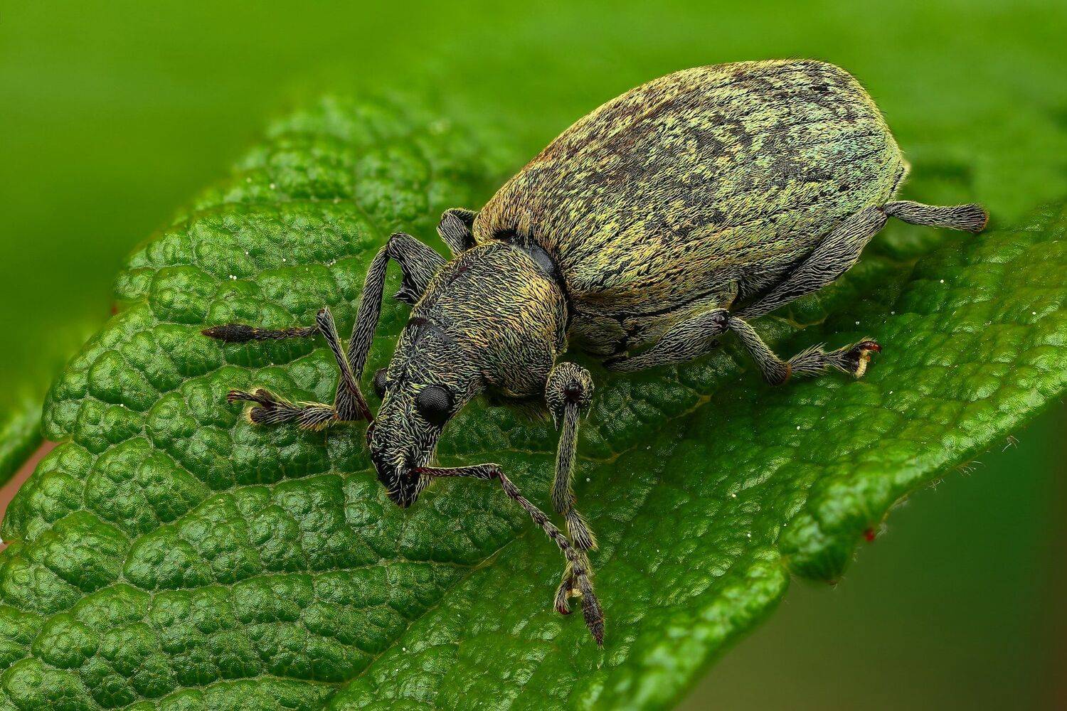 жук,макро,природа,усы,цвет,зеленый,растение, Андрей Шаповалов