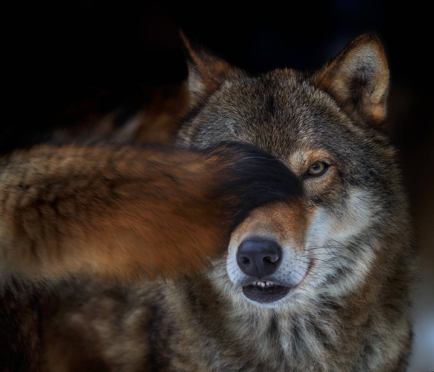 , Олег Богданов