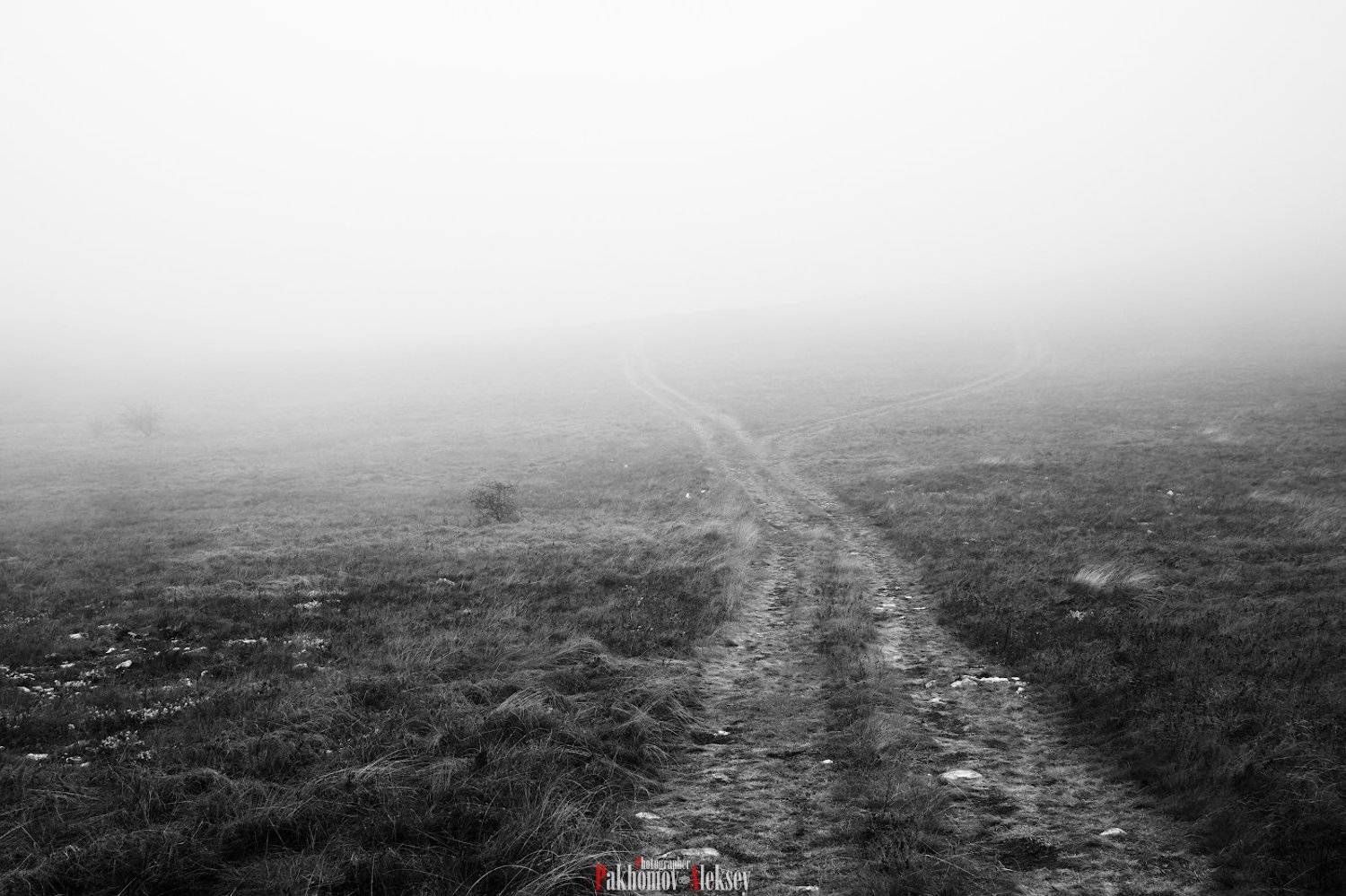 monochrome, black, white, bw, b&w, blackwhite, black&white, landscape, mystery, three, russia,  чб, монохром, пейзаж, деревья, природа, nature, outdoor, Aleksey Pakhomov