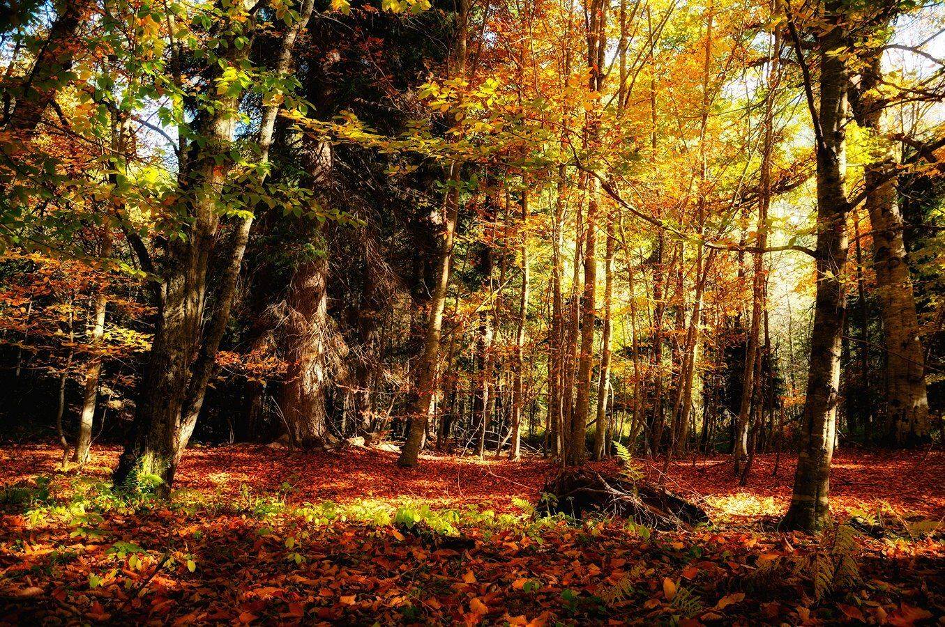 осень, теберда, лес, свет, листья, Serj Master