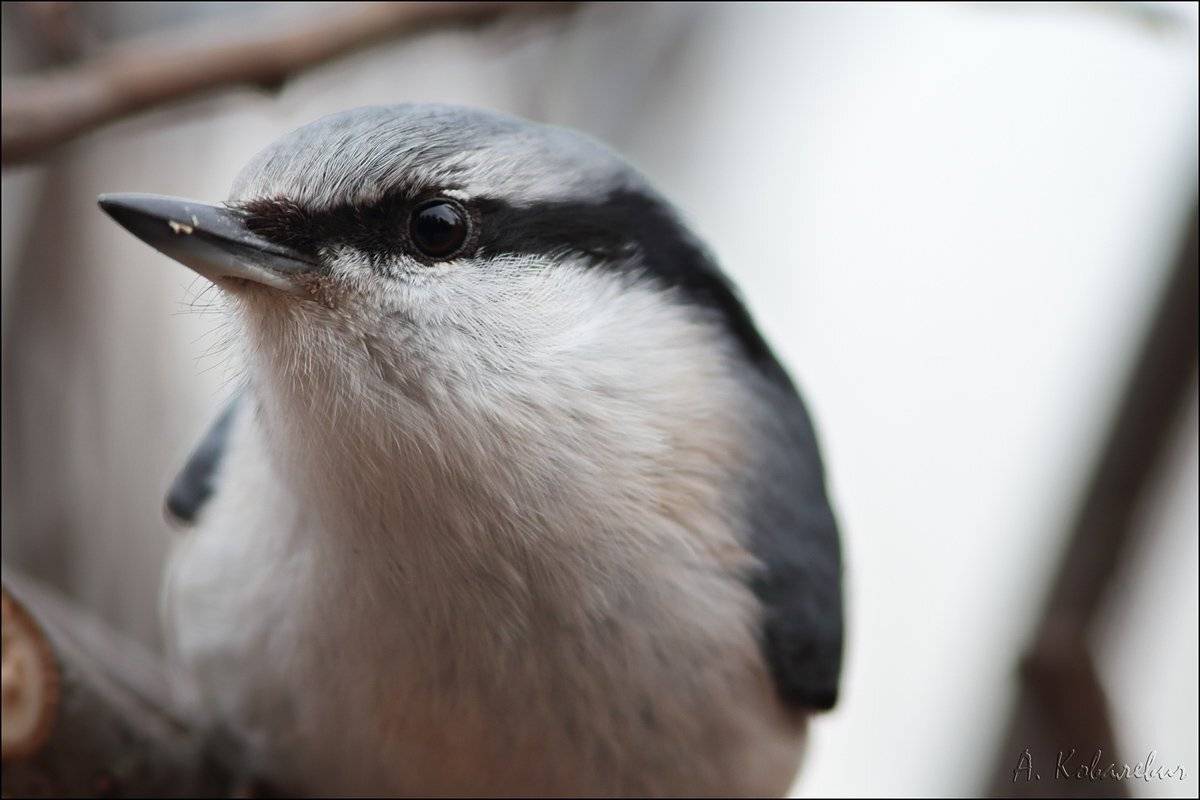 , Ковалевич А.