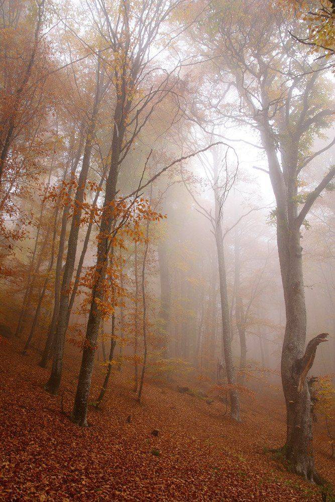 , Виталий Ра