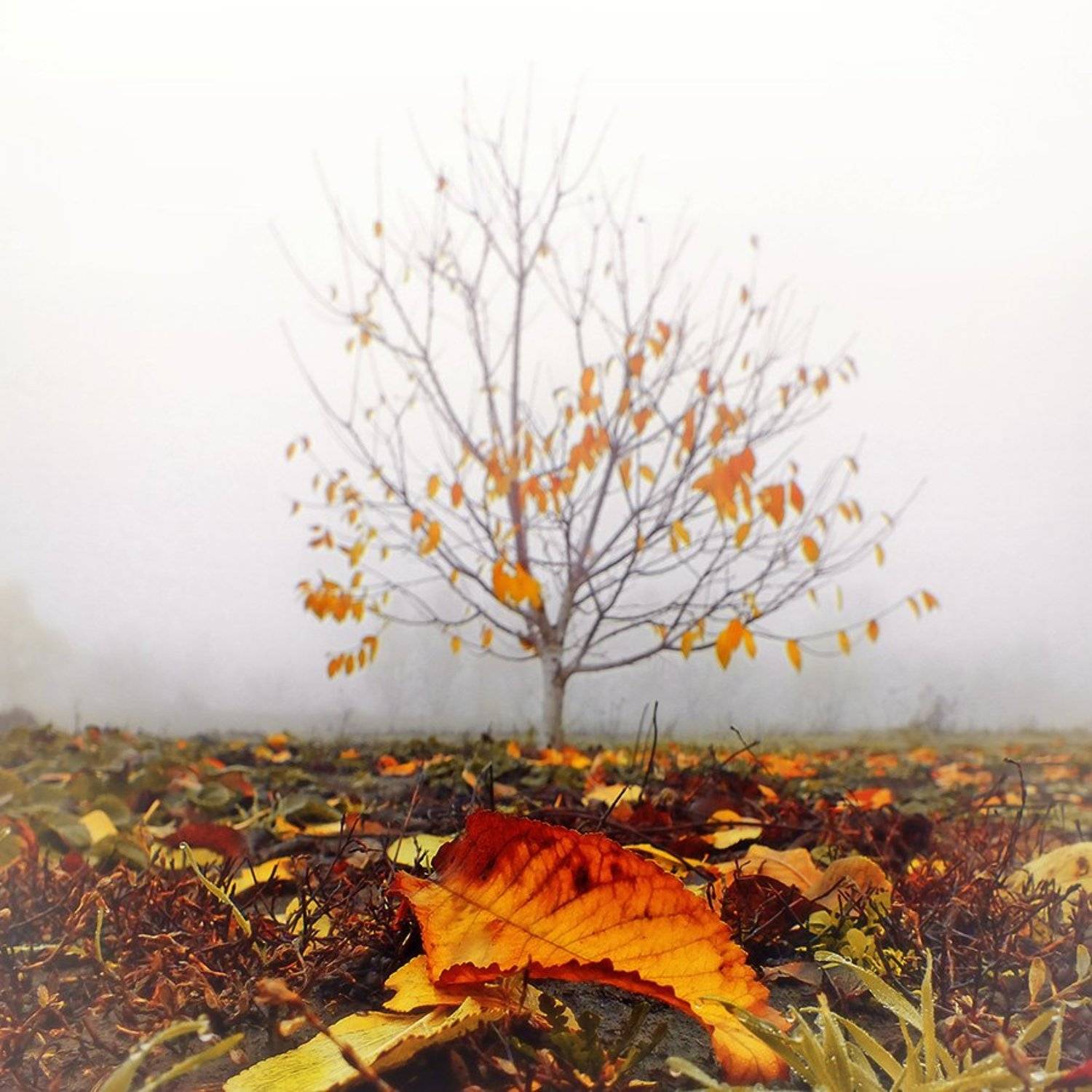 , Радковская Наталья