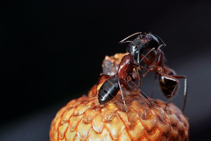 On the top of an acorn фото превью