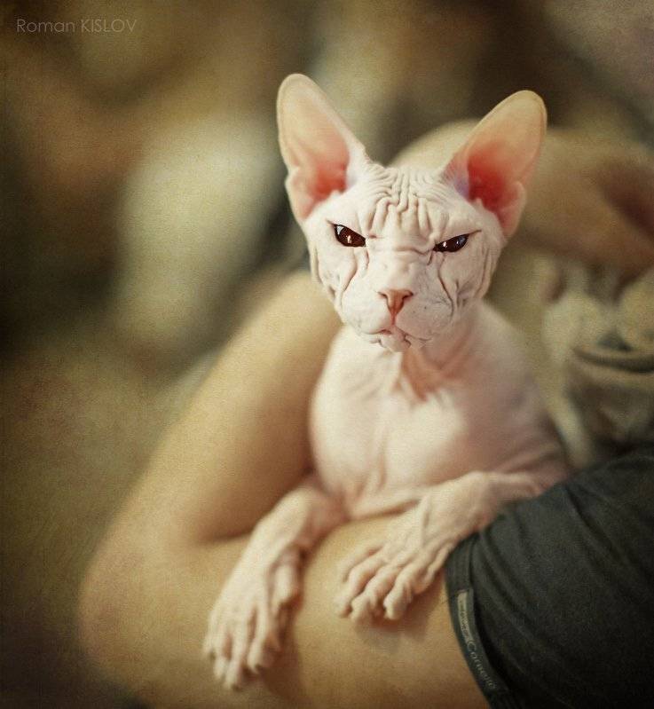 , Роман Кислов