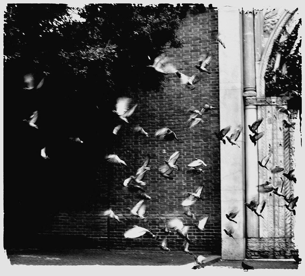 black, and, white, Fabrizia Milia