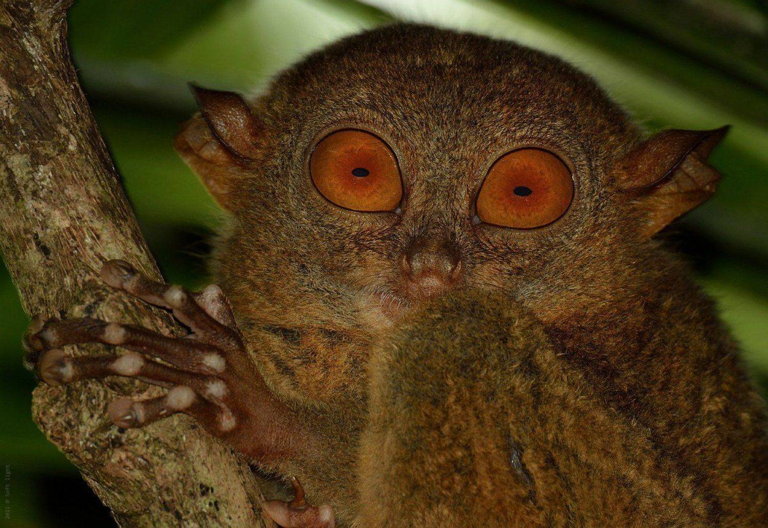 тарсиер, долгопят, филиппины., Soft Light