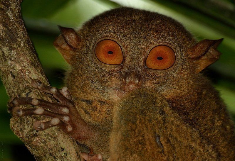 тарсиер, долгопят, филиппины. Я самый маленький примат на планете. фото превью