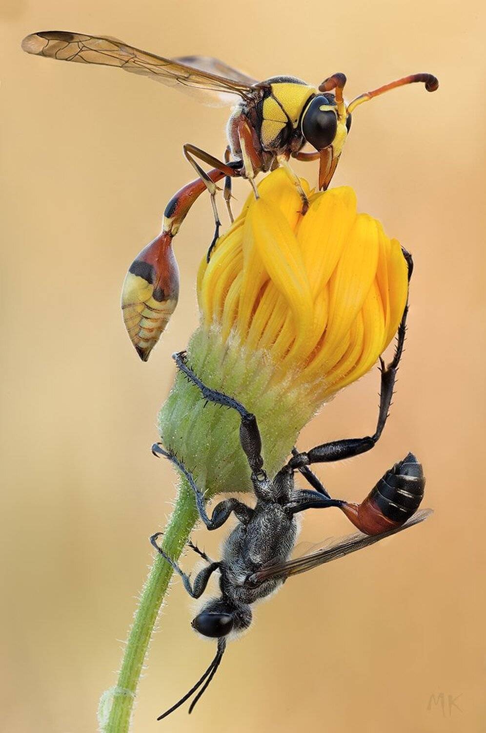 дорожная, оса, гончар, Miron Karlinsky
