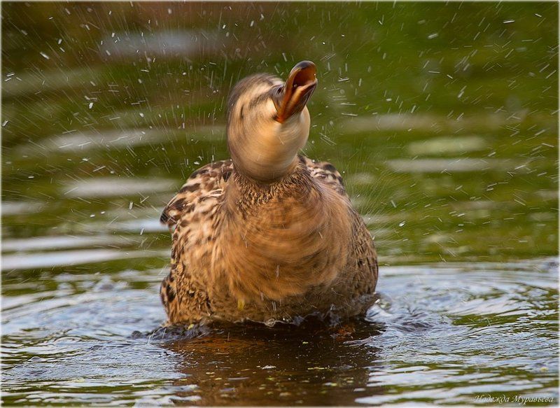 кряква, anas, platyrhynchos Жизнь хороша! фото превью