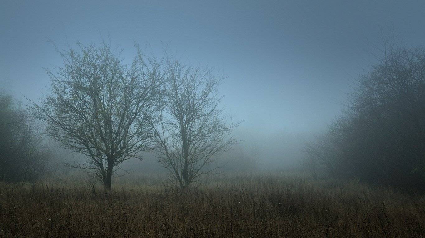 осень, деревья, туман, силуэты, Serj Master